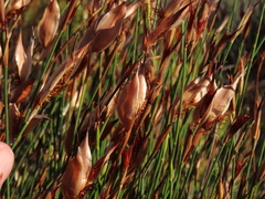 Willdenowia glomerata