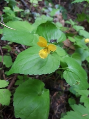 Viola glabella