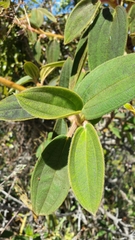 Dichaetanthera