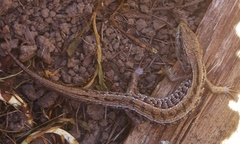 Elgaria coerulea coerulea