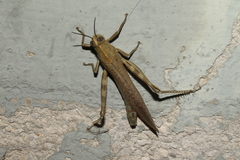 Anacridium aegyptium