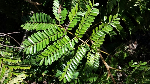 Peltophorum pterocarpum
