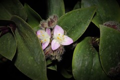 Tradescantia cerinthoides