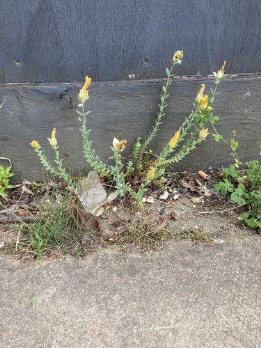 Hypericum olympicum, photograph 5