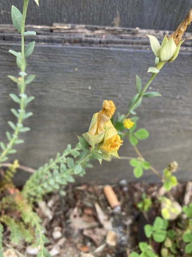 Hypericum olympicum, photograph 6