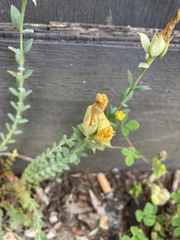 Hypericum olympicum, photograph (c) jamie-aa, some rights reserved (CC BY)