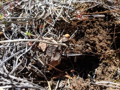 Pholiota highlandensis