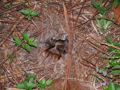 Crassicrus lamanai