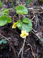 Viola sempervirens