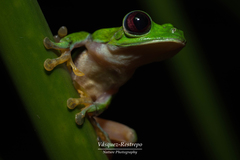 Agalychnis terranova