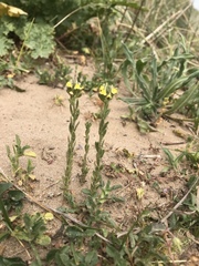 Linaria arenaria