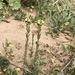 Sand Toadflax - Photo (c) chamaeleo, some rights reserved (CC BY-NC), uploaded by chamaeleo