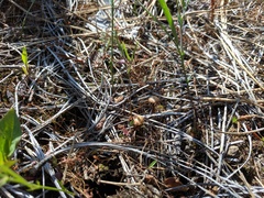 Pholiota highlandensis