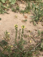 Linaria arenaria