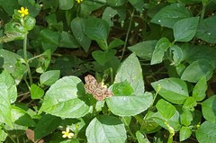 Gorgythion begga begga