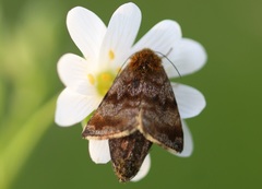 Panemeria tenebrata