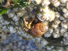 Pagurus hirsutiusculus