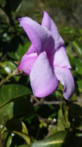 Cryptostegia madagascariensis image