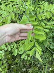Amorpha paniculata, photograph author not stated, no rights reserved