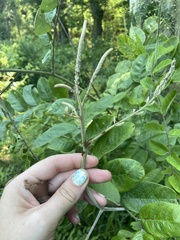 Amorpha paniculata, photograph author not stated, no rights reserved