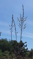 Abelmoschus esculentus