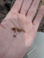 Pholiota highlandensis