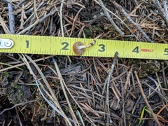 Pholiota highlandensis