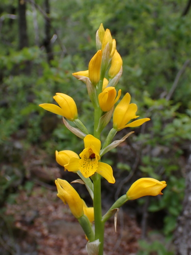 Image of Chloraea Barbata (Chloraea barbata) by (c) Nolan Exe, some rights reserved (CC BY)