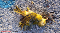 Setophaga petechia rufivertex