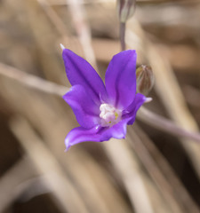 Brodiaea filifolia