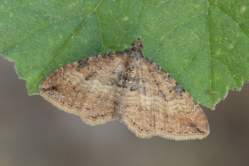 Gem Moth