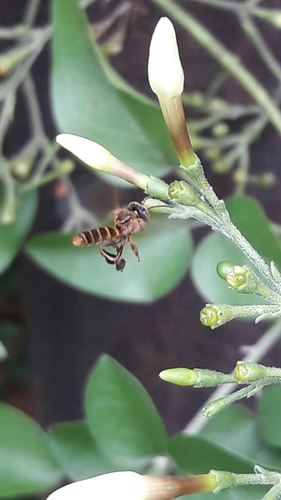 Clavate-legged Stingless Bee photo 5