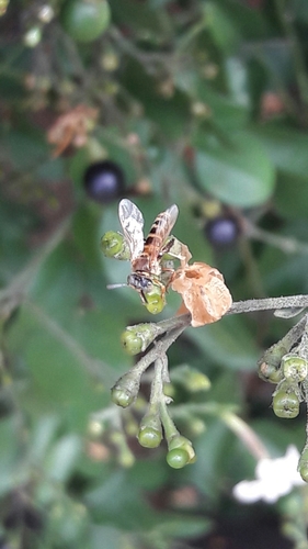 Clavate-legged Stingless Bee photo 4