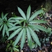 Arisaema heterophyllum - Photo (c) 李博恒, alguns direitos reservados (CC BY-NC), enviado por 李博恒