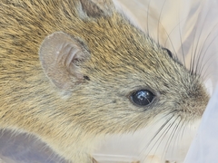 Terraced Rice Rat photo 3