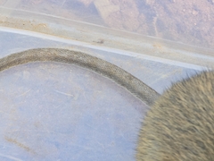 Terraced Rice Rat photo 4