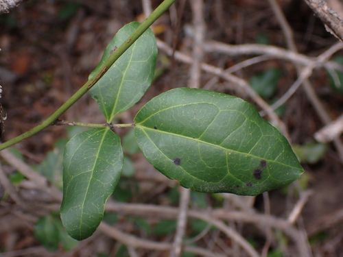 Image of Lardizabala biternata by (c) Nolan Exe, some rights reserved (CC BY)