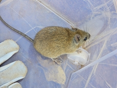 Terraced Rice Rat photo 5