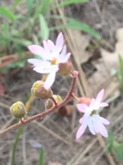 Lithophragma tenellum