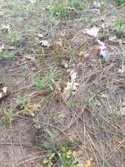 Lithophragma tenellum