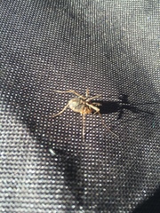 Protolophus singularis