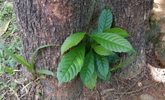 Tetracera indica