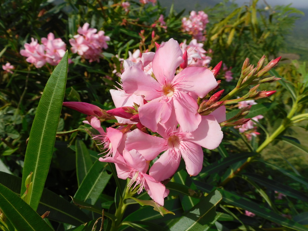 Nerium oleander