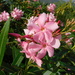 Oleander - Photo (c) Cheng wei, Liu (Jack), some rights reserved (CC BY-NC), uploaded by Cheng wei, Liu (Jack)