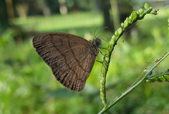 Hermeuptychia gisella