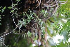 Pittosporum cornifolium