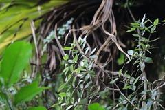 Pittosporum cornifolium