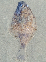 Citharichthys sordidus