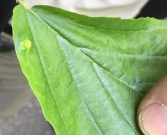 Hormaphis hamamelidis