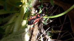 Rhynocoris iracundus